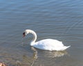 Close-up a large Mute Swan swimming at urban park in Carrollton, Texas, US