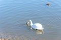 Close-up a large Mute Swan swimming at urban park in Carrollton, Texas, US