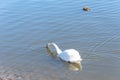 Close-up a large Mute Swan swimming at urban park in Carrollton, Texas, US