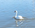 Close-up a large Mute Swan swimming at urban park in Carrollton, Texas, US