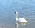 Close-up a large Mute Swan swimming at urban park in Carrollton, Texas, US