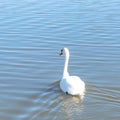 Close-up a large Mute Swan swimming at urban park in Carrollton, Texas, US