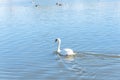 Close-up a large Mute Swan swimming at urban park in Carrollton, Texas, US