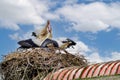 Close up of large nest of branches and grass on farm roof with adult and immature begging storks, Ciconia ciconia