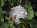 Close-up of a large nest of wasps hanging from a tree branch Royalty Free Stock Photo