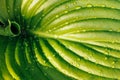 Close-up of large new green leaf of plantain lily funkia hosta covered with water rain dew drops lit by sun. Nature. Royalty Free Stock Photo