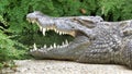 Close-up of a large Nile crocodile with its mouth open lying on a stone next to a lake Royalty Free Stock Photo