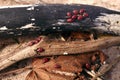 Close Up of Large Number of Ladybugs and Beetles Gather in Spring on Organic Debris on the Beach Royalty Free Stock Photo