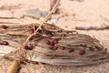 Close Up of Large Number of Ladybugs and Beetles Gather in Spring on Organic Debris on the Beach