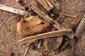 Close Up of Large Number of Ladybugs and Beetles Gather in Spring on Organic Debris on the Beach Royalty Free Stock Photo