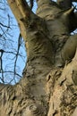 Close Up Of A Large Old Beech Tree Trunk With Branches And Twigs Against A Blue Sky