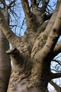 Close up of a large old beech tree trunk with branches and twigs against a blue sky Royalty Free Stock Photo