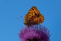 Beautiful orange butterfly sitting on a thistle flower against a blue sky Royalty Free Stock Photo