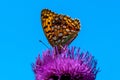 Beautiful orange butterfly head down in a purple thistle flower Royalty Free Stock Photo