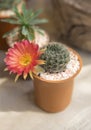 Close-up Of A Large Orange Cactus Flower. Single Succulent Cactus Cacti With Green Round Shape In A Small Brown Flowerpot For