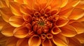Close-Up of Large Orange Flower