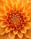 Close-Up of a Large Orange Flower