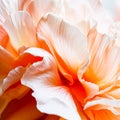 A close up of a large orange flower with white petals, AI Royalty Free Stock Photo