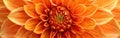 Close Up of a Large Orange Flower