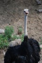 Close Up Large Ostrich Facing Camera