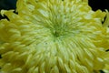 Close up of the large pale yellow football mum flower