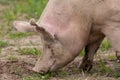 Close up of a large pig rooting in a green summer field Royalty Free Stock Photo