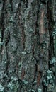 Close-up of a large pine trunk, cracked rough thick tree bark. pattern abstraction, forest