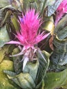 Large pink Bromeliad Flower
