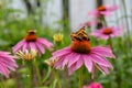 Two tortoiseshell butterflies sitting on the same pink cone flower Royalty Free Stock Photo