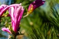 Close-up of large pink flower Magnolia Susan Magnolia liliiflora x Magnolia stellata on black pine background Royalty Free Stock Photo