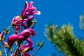 Close-up of large pink flowers and buds Magnolia Susan Magnolia liliiflora x Magnolia stellata on blue sky Royalty Free Stock Photo