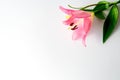 Close up large pink lily flower head,green leaves,Liliaceae,Brindisi variety,on white background upper corner,copy space Royalty Free Stock Photo