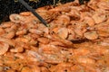 Close up of a large portion of shrimps prepared with red sauce of tomatoes and cream, ready to eat at a street food market