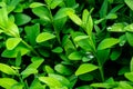 Close-up of large raindrop splashed in bright young green foliage of boxwood Buxus sempervirens as the perfect backdrop