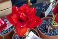 Close-up of a large red amaryllis flower in a clay pot