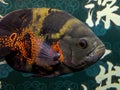 Close-up of a large red and black parrot fish reared in a fish tank. Translation: The dragon comes out of the deep sea. Royalty Free Stock Photo