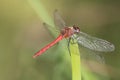 Close-up of a large red dragonfly sitting on a green blade of grass. The insect is photographed from the Royalty Free Stock Photo