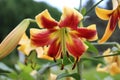 Close up of a large red and yellow Daylily flower with ants crawling on it Royalty Free Stock Photo