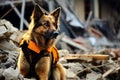 Close-up of a large rescue dog in a vest on the ruins of a destroyed building after an earthquake Royalty Free Stock Photo