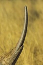 Close up of large rhino horn Royalty Free Stock Photo