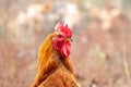 Close-up of a large rooster with orange feathers on a blurred background Royalty Free Stock Photo