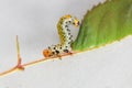 Close-up of a large rose sawfly Arge ochropus larva on a pitimini rose leaf Royalty Free Stock Photo
