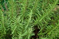 Close up of large rosemary plant in backyard garden Royalty Free Stock Photo