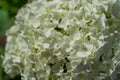 Close-up Large round arborescens lush white hydrangea flower on green bush. Perennial herb, sunny garden Royalty Free Stock Photo