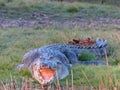 Close up of a large saltwater crocodile on the bank at corroboree billabong Royalty Free Stock Photo