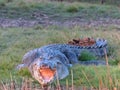 Close up of a large saltwater crocodile on the bank at corroboree billabong