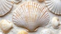 A Close-Up of a Large Scallop Shell and Smaller Shells Royalty Free Stock Photo