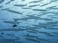 Close up large school of barracuda underwater Royalty Free Stock Photo