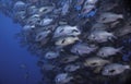 Close up of a large school of Twinspot snapper fish