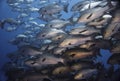 Close up of a large school of Twinspot snapper fish